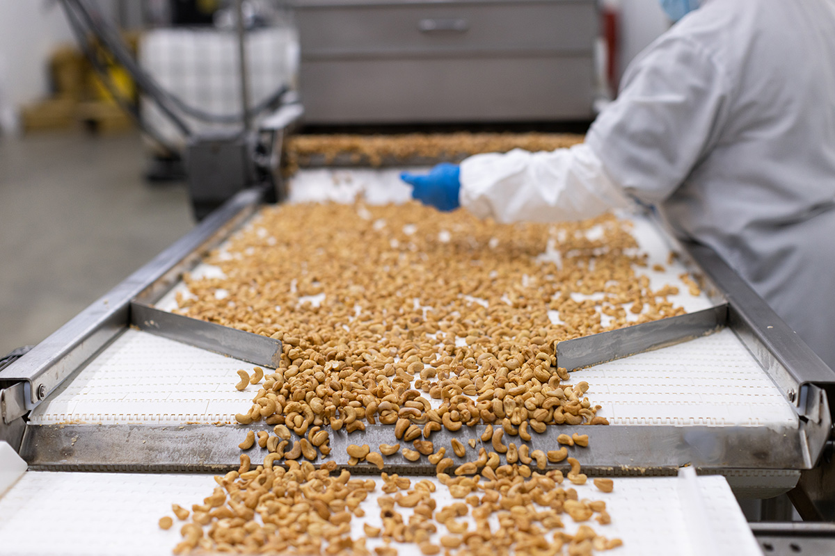 conveyor belt with 1000's of cashews coming down the line